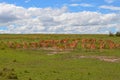 Impala antelopes in the savannah, Masai Mara, Kenya, Africa Royalty Free Stock Photo