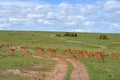 Impala antelopes in the savannah, Masai Mara, Kenya, Africa Royalty Free Stock Photo