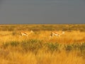 Impala antelopes standing side on in long grass Royalty Free Stock Photo