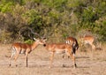 Impala Antelopes: two friends