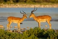 Impala antelopes at a waterhole