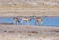 Impala antilopes observing water surface of the lake in Kruger national park Royalty Free Stock Photo