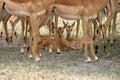 Impala babies
