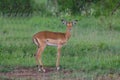 Impala baby antelope against green grass background