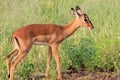 Impala baby, Kruger National Park, South Africa