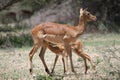 Impala with baby