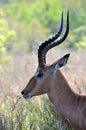 Impala with beautiful curved horns Royalty Free Stock Photo