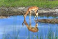 Impala Royalty Free Stock Photo