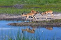 Impala Royalty Free Stock Photo