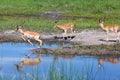 Impala Royalty Free Stock Photo