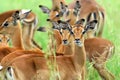 Impala Breeding Herd Royalty Free Stock Photo