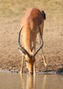 Impala buck drinking water from a pond Royalty Free Stock Photo