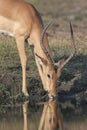Impala buck drinking water from a river Royalty Free Stock Photo