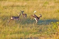 Impala Buck Jumping