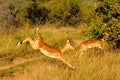 Impala Buck Jumping