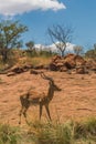 Impala buck