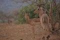 Impala buck staring at a possible predictor. Royalty Free Stock Photo