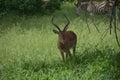 Impala buck and zebra standing at background in the Kruger National Park South Africa.