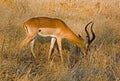 Impala in the bush in South Africa