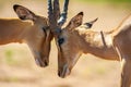 Impala butting heads Royalty Free Stock Photo