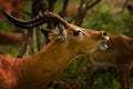 Impala calling Royalty Free Stock Photo