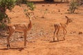 Impala Calve in Africa Safari