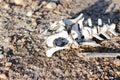 Impala carcass in Kruger Park South Africa