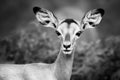 Impala close-up portrait in black and white. Sub-adult. Aepyceros melampus Royalty Free Stock Photo