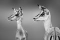 Impala close-up portrait in black and white. Sub-adults.