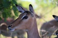 Impala close-up in safari in Chobe National Park