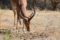 Impala close up, Tarangire National Park, Tanzania