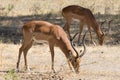 Impala close up, Tarangire National Park, Tanzania