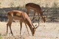 Impala close up, Tarangire National Park, Tanzania