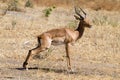 Impala close up, Tarangire National Park, Tanzania