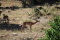 Impala crying in safari in Chobe National Park