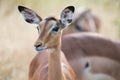 Impala doe head close-up portrait lovely colours Royalty Free Stock Photo