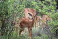 Impala Doe on the lookout Royalty Free Stock Photo