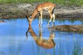 Impala Royalty Free Stock Photo