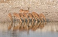 Impala Drinking Royalty Free Stock Photo