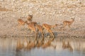 Impala Drinking Royalty Free Stock Photo