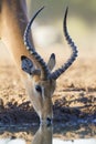 Impala drinking water (aepyceros melampus) Botswana Royalty Free Stock Photo