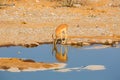 Impala drinking water Royalty Free Stock Photo