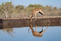 Impala drinking at a water hole Royalty Free Stock Photo