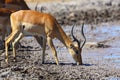 Impala drinking water at muddy waterhole Royalty Free Stock Photo