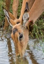 Impala drinking water while an oxpecker is cleaning its ear