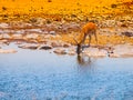 Impala drinking water at waterhole, Etosha National Park, Namibia, Africa. Royalty Free Stock Photo