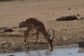 Impala drinking Royalty Free Stock Photo