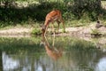 Impala drinking at a watering hole Royalty Free Stock Photo