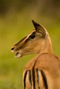 Impala eating