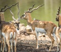 Impala eating meadow in the zoo Royalty Free Stock Photo